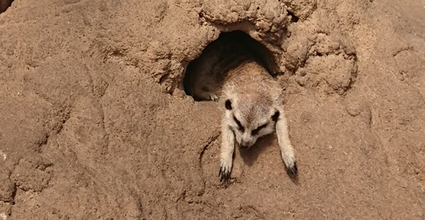 リラックスするミーアキャット