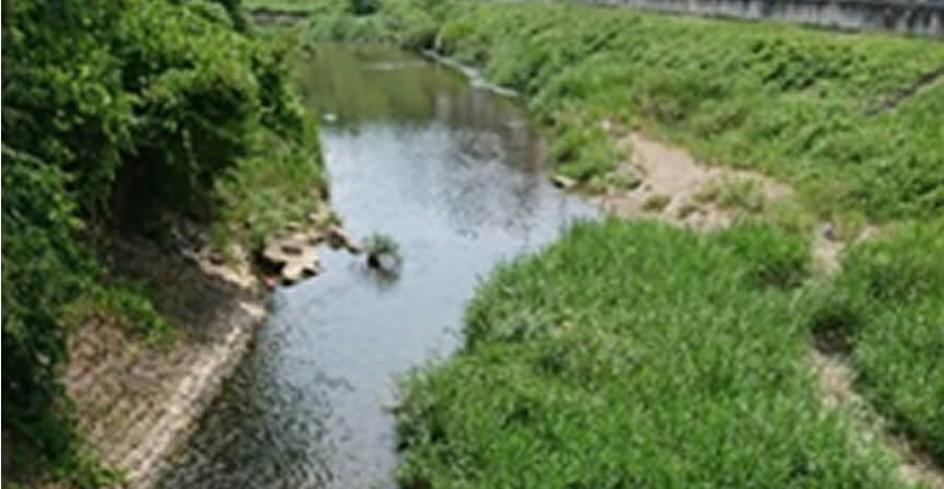 平井川の生き物調査