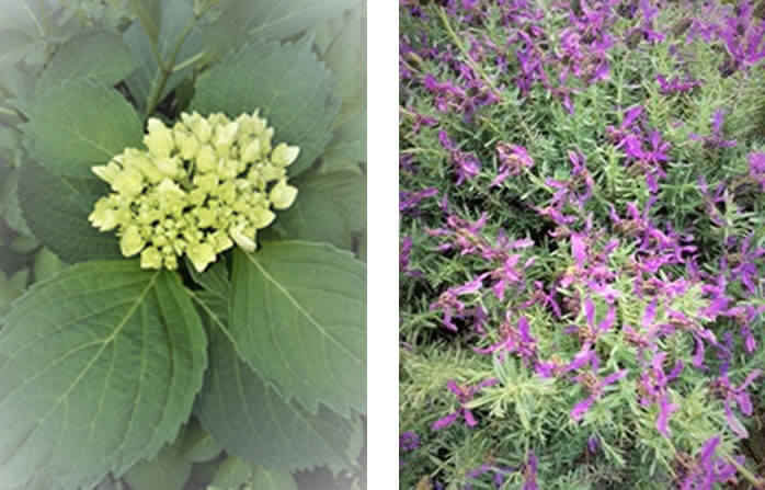 花で感じる季節の移り変わり