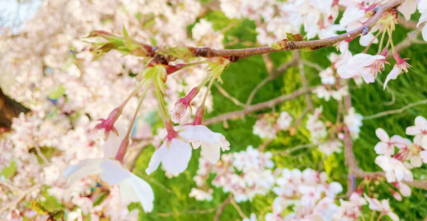 桜