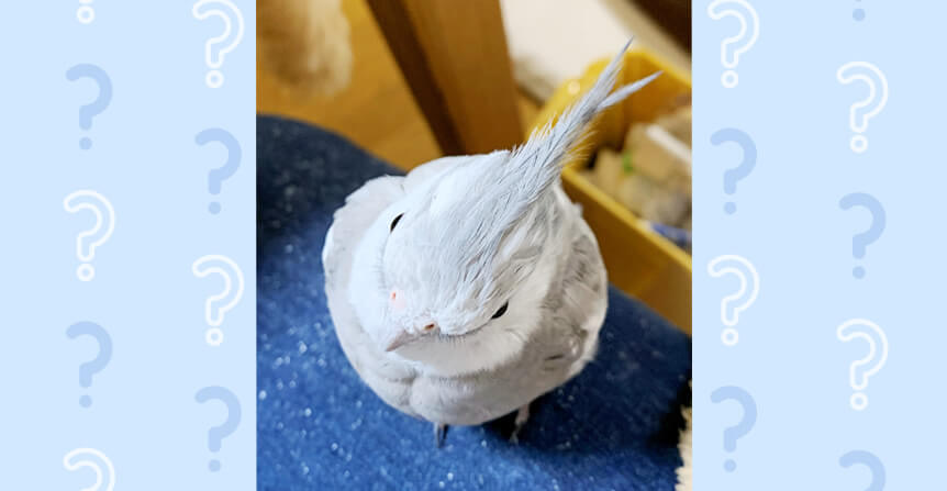 オカメインコ