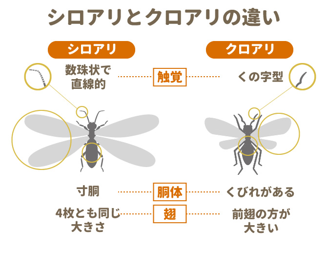 シロアリとクロアリの違い