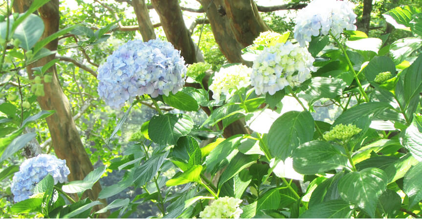 紫陽花